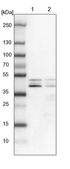 Lane 1: NIH-3T3 cell lysate (Mouse embryonic fibroblast cells)_br/_Lane 2: NBT-II cell lysate (Rat Wistar bladder tumour cells)