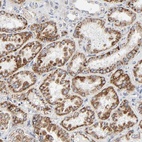 Anti-C9orf3 Antibody