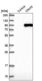 Western blot analysis in control (vector only transfected HEK293T lysate) and C9orf3 over-expression lysate (Co-expressed with a C-terminal myc-DDK tag (~3.1 kDa) in mammalian HEK293T cells, LY409911).