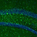 Immunofluorescence staining of mouse dentate gyrus shows immunoreactivity in polymorph layer.
