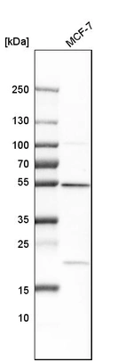 Western blot analysis in human cell line MCF-7.