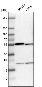 Western blot analysis in mouse cell line NIH-3T3 and rat cell line NBT-II.