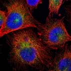 Immunofluorescent staining of human cell line U-251 MG shows localization to vesicles.