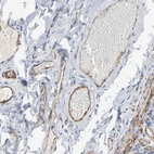 Anti-PECAM1 Antibody