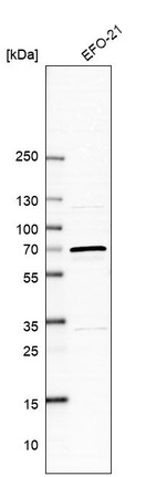 Anti-ARSD Antibody