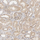 Immunohistochemical staining of human kidney shows moderate cytoplasmic positivity in cells in tubules and in glomeruli.