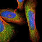 Immunofluorescent staining of human cell line U-2 OS shows localization to cytosol.