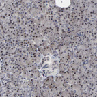 Anti-HNF4A Antibody