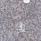 Immunohistochemical staining of human pancreas shows moderate nuclear positivity in exocrine glandular cells.