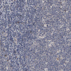 Immunohistochemical staining of human tonsil shows no positivity as expected.