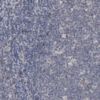 Immunohistochemical staining of human tonsil shows no positivity as expected.