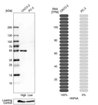Western blot analysis in human cell lines Caco-2 and PC-3 using Anti-HNF4A antibody. Corresponding HNF4A RNA-seq data are presented for the same cell lines. Loading control: Anti-GAPDH.
