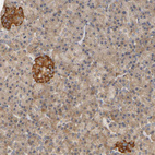 Immunohistochemical staining of human Pancreas shows strong granular cytoplasmic 
 positivity in islets of Langerhans.