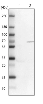 Lane 1: NIH-3T3 cell lysate (Mouse embryonic fibroblast cells)_br/_Lane 2: NBT-II cell lysate (Rat Wistar bladder tumour cells)