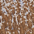 Anti-UCKL1 Antibody