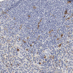 Immunohistochemical staining of human spleen shows strong membranous positivity in cells in white pulp.