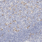 Anti-ITGAX Antibody