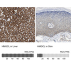 Anti-HMGCL Antibody