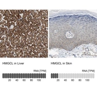 Anti-HMGCL Antibody