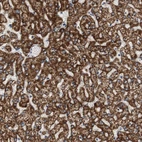Immunohistochemical staining of human liver shows high expression.
