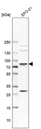 Anti-TGM3 Antibody