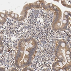 Immunohistochemical staining of human duodenum shows weak to moderate cytoplasmic positivity in glandular cells.