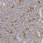 Anti-PDE5A Antibody