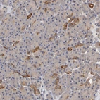 Immunohistochemical staining of human pancreas shows moderate cytoplasmic positivity in intercalated ducts.