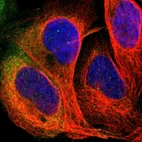 Immunofluorescent staining of human cell line U-2 OS shows localization to cytosol.