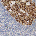 Anti-MEF2B Antibody