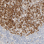 Immunohistochemical staining of human tonsil shows strong nuclear positivity in germinal center cells.