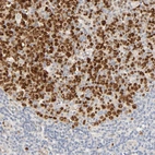 Immunohistochemical staining of human tonsil shows strong nuclear positivity in germinal center cells.