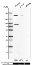 Western blot analysis in U-87MG ATCC cells transfected with control siRNA, target specific siRNA probe #1 and #2, using Anti-ARHGEF7 antibody. Remaining relative intensity is presented. Loading control: Anti-GAPDH.