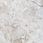 Immunohistochemical staining of human skeletal muscle shows low expression in myocytes as expected.