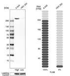 Western blot analysis in human cell lines A-549 and HEK293 using Anti-FLNB antibody. Corresponding FLNB RNA-seq data are presented for the same cell lines. Loading control: Anti-HSP90B1.