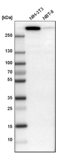 Western blot analysis in mouse cell line NIH-3T3 and rat cell line NBT-II.