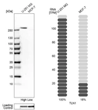 Western blot analysis in human cell lines U-251MG and MCF-7 using Anti-TLN1 antibody. Corresponding TLN1 RNA-seq data are presented for the same cell lines. Loading control: Anti-GAPDH.