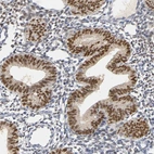 Immunohistochemical staining of human endometrium shows strong nuclear positivity in glandular cells.