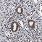 Immunohistochemical staining of human endometrium shows strong nuclear positivity in glandular cells.