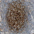 Immunohistochemical staining of human lymph node shows strong membranous positivity in germinal center cells.