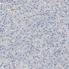 Immunohistochemical staining of human pancreas shows low positivity in exocrine glandular cells as expected.