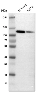 Western blot analysis in mouse cell line NIH-3T3 and rat cell line NBT-II.