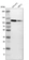 Anti-MCM3 Antibody