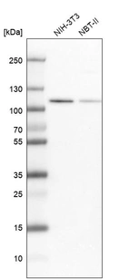 Western blot analysis in mouse cell line NIH-3T3 and rat cell line NBT-II.