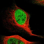 Immunofluorescent staining of human cell line U-2 OS shows localization to nucleoplasm & centrosome.