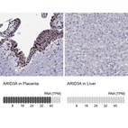 Anti-ARID3A Antibody