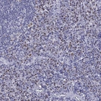 Immunohistochemical staining of human tonsil shows moderate nuclear positivity in non-germinal center cells.