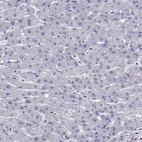 Anti-ARID3A Antibody