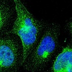 Immunofluorescent staining of human cell line U-2 OS shows localization to nucleoplasm, cytosol & vesicles.