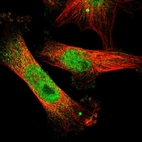 Immunofluorescent staining of human cell line U-251 MG shows localization to nucleoplasm.